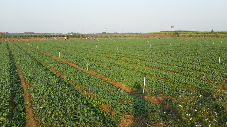蔬菜灌溉